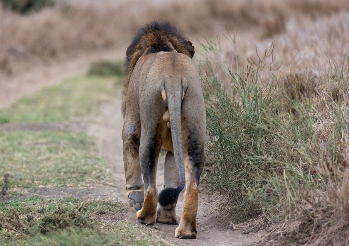 Fotokunst Tiere