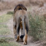 Fotokunst Tiere