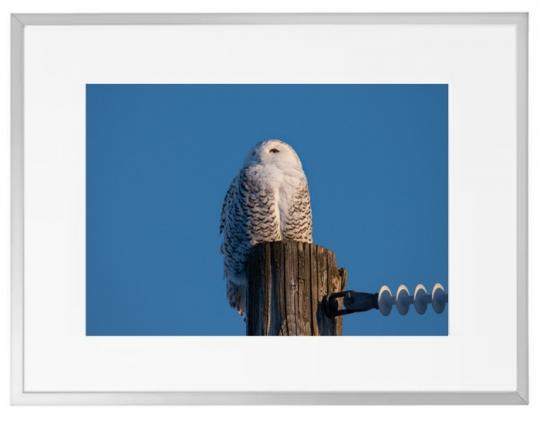 Fotografisk kunst Dyr
