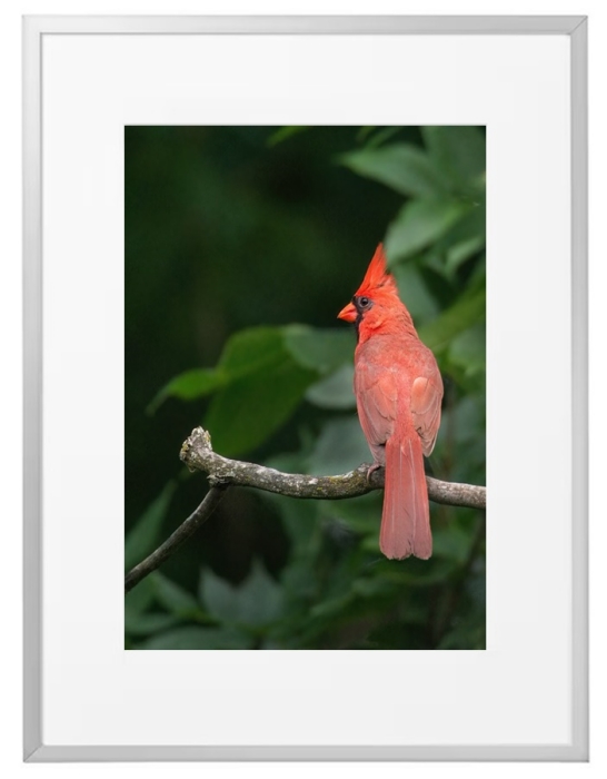 Fotokunst Tiere