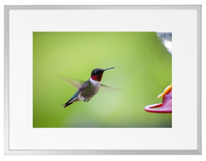 Fotokunst Tiere