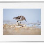 Fotokunst Tiere