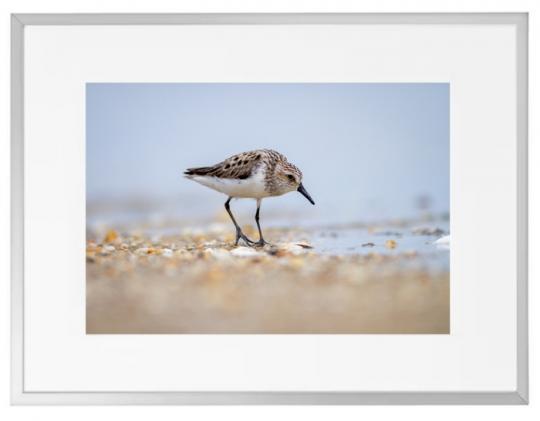 Fotokunst Tiere