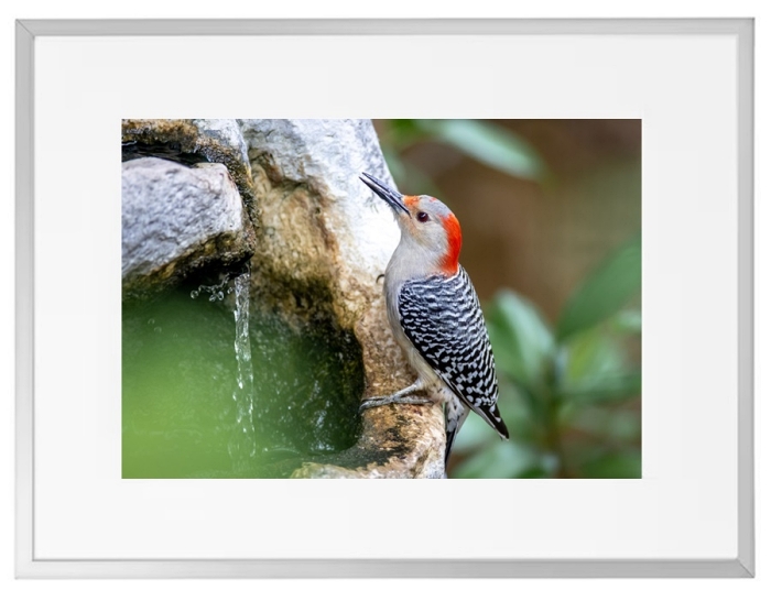 Fotokunst Tiere