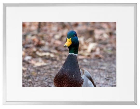 Fotokunst Tiere