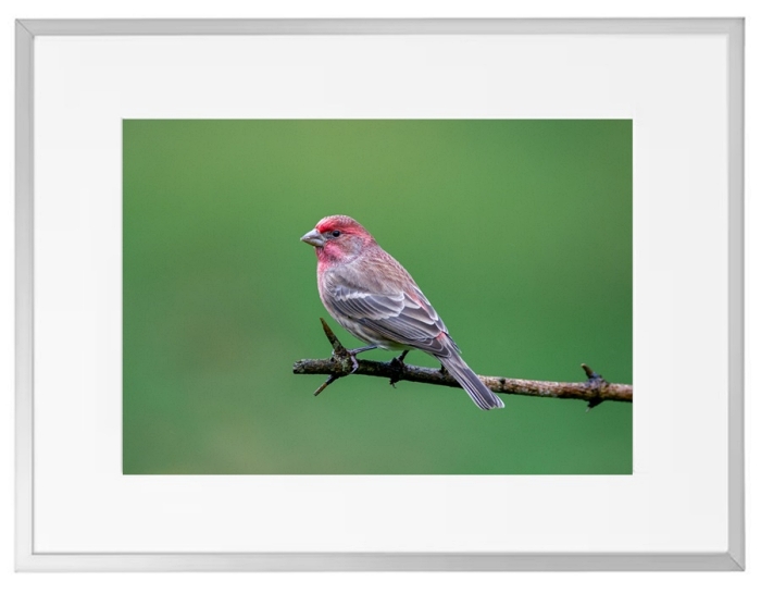 Fotokunst Tiere