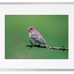 Fotokunst Tiere