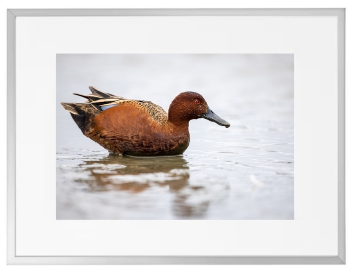 Fotokunst Tiere