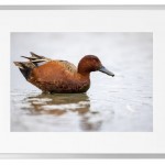 Fotokunst Tiere