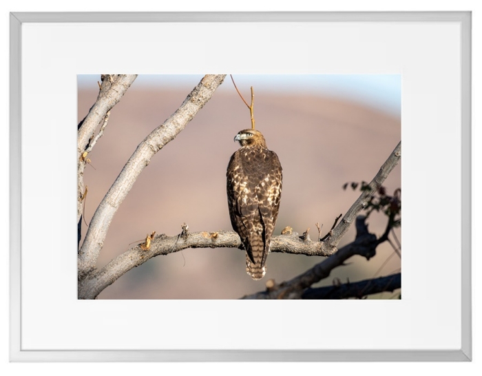 Fotokunst Tiere