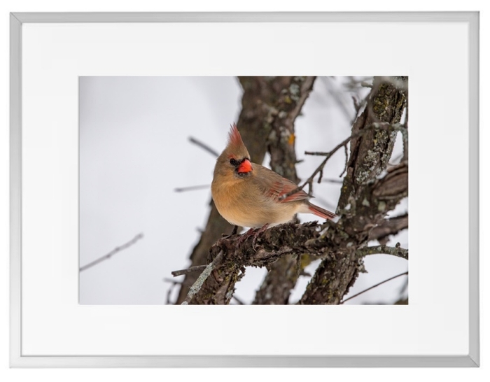 Fotokunst Tiere