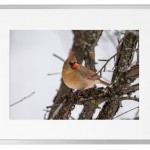 Fotokunst Tiere