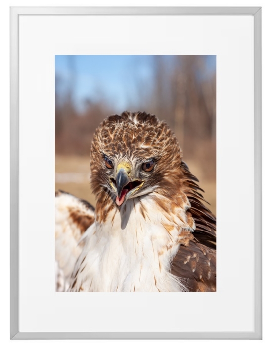 Fotokunst Tiere
