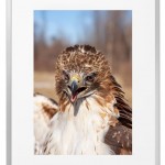 Fotokunst Tiere
