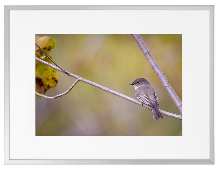 Fotokunst Tiere