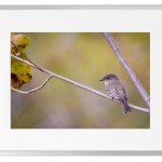 Fotokunst Tiere