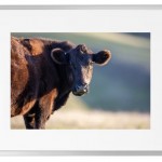 Fotokunst Tiere