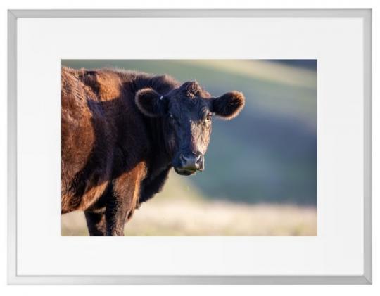Fotokunst Tiere