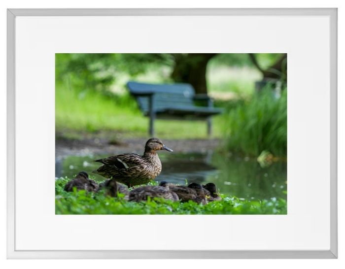 Fotokunst Tiere