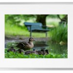 Fotokunst Tiere
