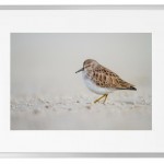Fotografisk kunst Dyr