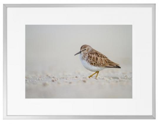 Fotografisk kunst Dyr