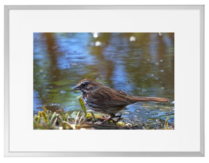 Fotokunst Tiere