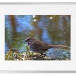 Fotokunst Tiere