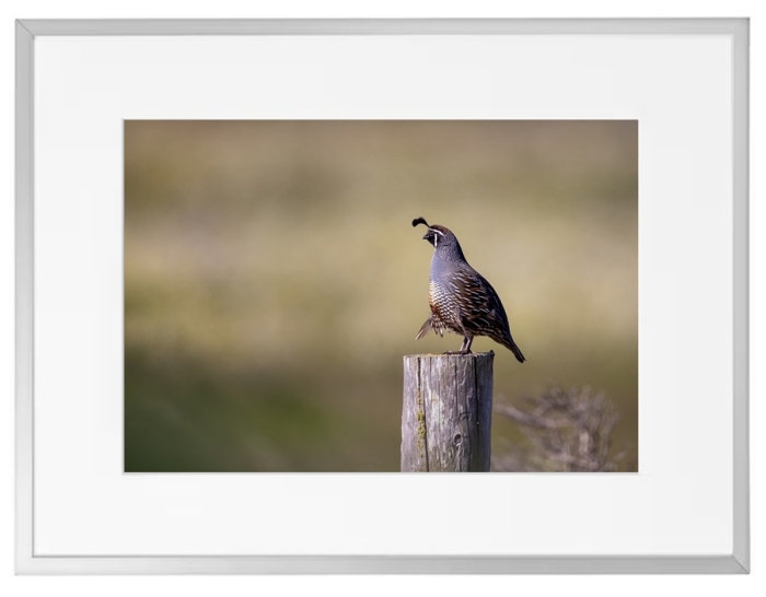 Fotokunst Tiere