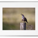 Fotokunst Tiere