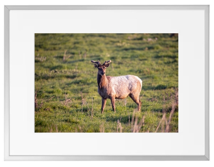 Fotokunst Tiere
