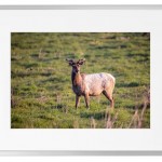 Fotokunst Tiere
