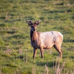 Fotokunst Tiere
