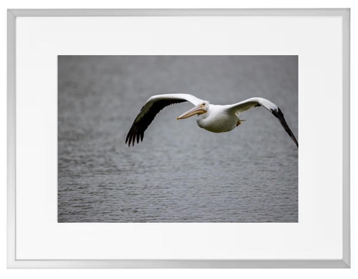Fotografisk kunst Dyr
