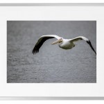 Fotografisk kunst Dyr