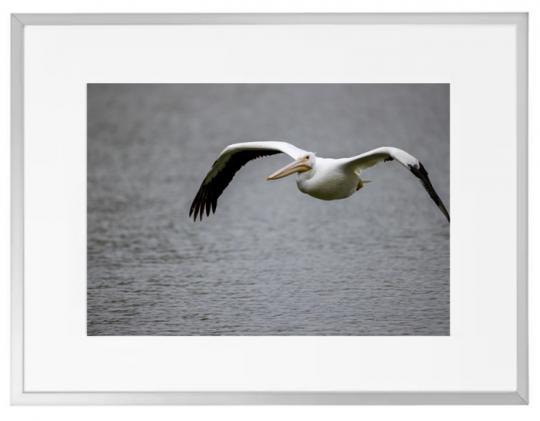 Fotografisk kunst Dyr