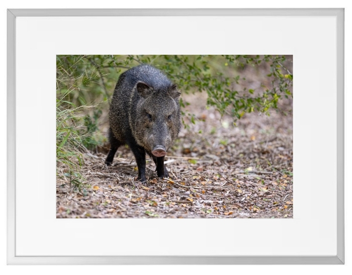 Fotokunst Tiere