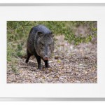 Fotokunst Tiere