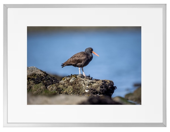 Fotokunst Tiere
