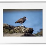 Fotokunst Tiere