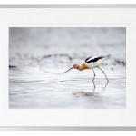 Fotokunst Tiere