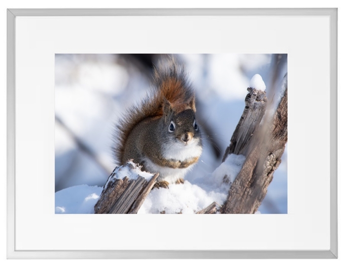 Fotokunst Tiere