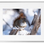 Fotokunst Tiere