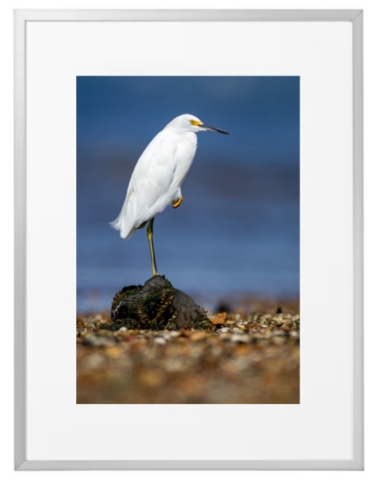Fotokunst Tiere
