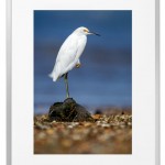 Fotokunst Tiere