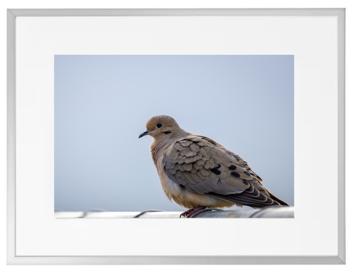 Fotokunst Tiere