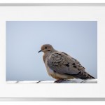 Fotokunst Tiere
