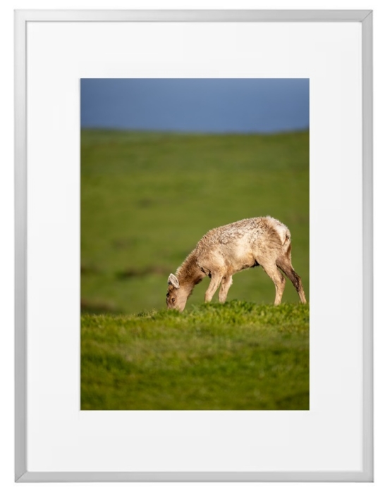 Fotokunst Tiere