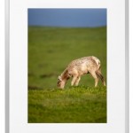 Fotokunst Tiere