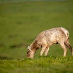 Fotokunst Tiere